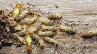 Why do termites damage homes by eating wood [upl. by Bonney]