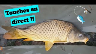 PECHE DE LA CARPE  TOUCHES EN DIRECT [upl. by Amsab]