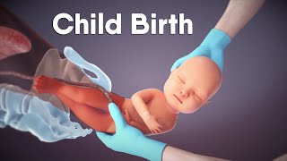 Labor And Delivery  Childbirth  Dandelion Medical Animation labor [upl. by Esekram]