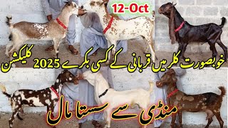 khadim goat farm visit gulabikamori teddy pateri ❤️ Qurbani collection🔥 latest update 12Oct2024 [upl. by Anrim]