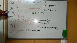 Lumbar Plexus  Anatomy [upl. by Lemraj819]