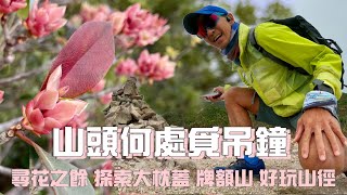 大枕蓋尋🌸吊鐘花🌸行山郊遊好去處4K 最多吊鐘花之地 賞花之餘玩埋隔離座牌額山｜西貢行山郊遊路線 [upl. by Leirrad]