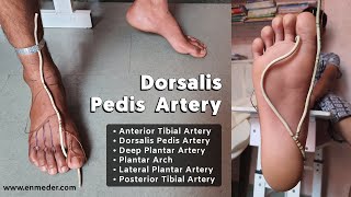 Dorsalis Pedis Artery 13  Foot Arteries  Lower Limb Anatomy [upl. by Arbe]