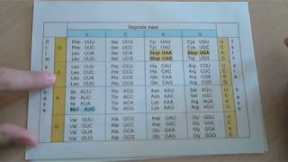 Ejercicio 3 Encontrar el ADN y los aminoácidos a partir del ARNm [upl. by Subir]