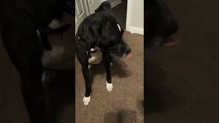 This really hit the spot funny comedy cutedog trending [upl. by Ateloj]