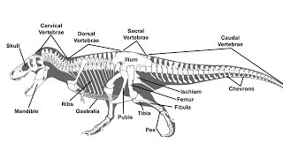 A Guide to Paleontological Terms [upl. by Sirmons]