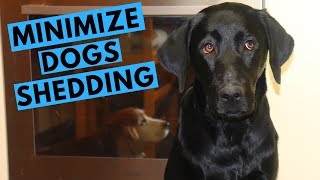 How to Minimize Dog Shedding with Andy the Labrador [upl. by Tichon27]