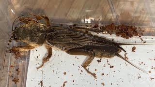 땅강아지 Mole Cricket Gryllotalpa Orientalis [upl. by Horne]