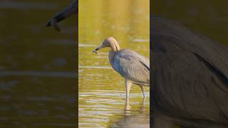 Reddish egret hunting shorts nature wildlife birds realflorida meditation birdwatching zen [upl. by Stockton]