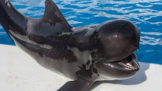 Argo the Pilot Whale  SeaWorld San Diego [upl. by Davison]