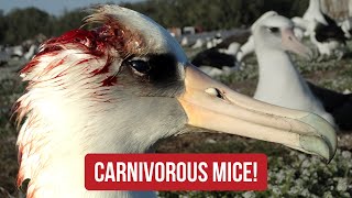 Laysan Albatross attacked by mice [upl. by Aile483]