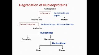 Nitrogenous bases obtained from Degradation of Nucleoproteins Purines and Pyrimidines [upl. by Bessy173]