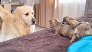 Golden Retriever Meets Puppies for the First Time [upl. by Alica329]