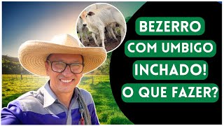 FAZENDAG3  BEZERRO COM UMBIGO INCHADO O QUE DEVO FAZER [upl. by Fini]