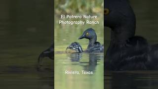 Least Grebes FEEDING IN THE MARSH wildlife feeding [upl. by Tserrof]