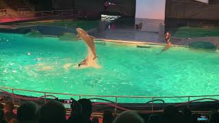 Dolfinarium laat dolfijnen rakelings over trainers heen springen [upl. by Frech]