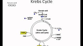 Krebs cycle video lessonwmv [upl. by Cuthbert]