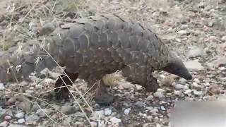 Pangolin Walking [upl. by Doloritas]