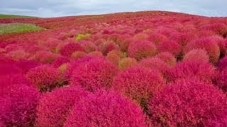 How to Germinate and Grow Japanese Pink Kochia Scoparia Grass Seeds  Part 1 [upl. by Airemat]