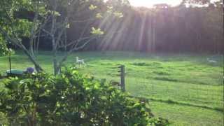 Alpacas pronking prancing at Madisons Mountain Retreat [upl. by Huntington405]