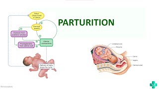 PARTURITIONMBBS First Year Physiology [upl. by Fredella]