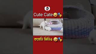 বিড়াল চানা কমেডি ভিডিও🤣🎭 shortvideo funny [upl. by Adnilev]