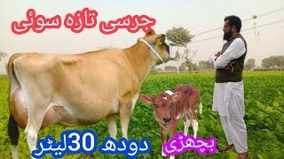 Jersey shiwal cross cow for sale ll cholistani Friesian cross cow ll Friesian cow ll 011224 [upl. by Merralee287]