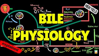 BILE PHYSIOLOGY Enterohepatic circulation Mechanism of bile formation [upl. by Aikyn]