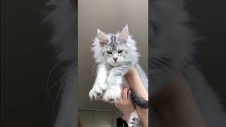 Polydactyl Maine Coon Kitten [upl. by Llennyl792]