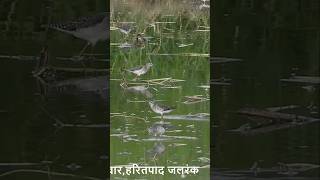 हरितपाद जलरंक ।। Common Greenshank birds wildlife naturephotography wildbirdphotography [upl. by Karoly818]