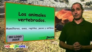 03 Los animales vertebrados 5º Conocimiento del Medio Videoprofenet [upl. by Liris481]