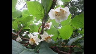 How to idenify male amp female Kiwi flowers [upl. by Kubetz929]