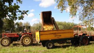 corn picker riviere casalis 1 rang [upl. by Ayik]