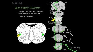 Foundational features of the brainstem [upl. by Clausen]