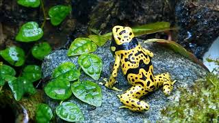 Fine spotted Dendrobates Leucomelas calling [upl. by Yesak891]