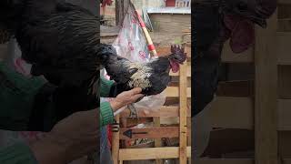 Kadaknath x Kashmir Favorolla crossbred cock F1Indian Poultry [upl. by Irama]