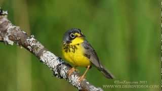 Canada Warbler [upl. by Ayifas]