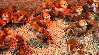 Rhode Island Red chickens egg producers [upl. by Llenyl157]