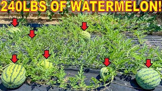 Grow 200 LBS of Watermelon On ONE PLANT Complete Guide [upl. by Medeah]