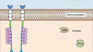 Receptor tyrosine kinase Structure and Activation [upl. by Dnalyr]