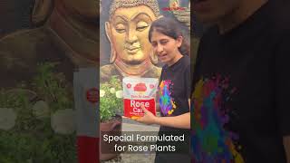 Secrets to Using Fertilizer to Boost Your Rose Gardens Growth and Blooms [upl. by Ap382]