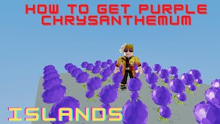 How to GET PURPLE CHRYSANTHEMUM  Islands  Roblox [upl. by Valley]