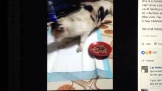 Declawed Cat Paralyzed And Bedridden [upl. by Aeresed]