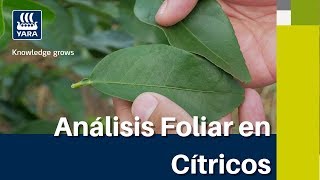 Yara Tips  Cómo tomar muestras para hacer un análisis foliar en cítricos [upl. by Jabin]