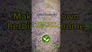 Make your own herbicide at home youtubeshorts shortvideo garden howto farming plant video [upl. by Akoyin]