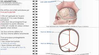 ANATOMIE FMPM MÉNINGES [upl. by Sitoeht]