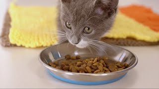 Purina ONE amp SPCA – Sylvie’s Journey [upl. by Ardnwahs451]