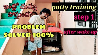 potty training with a Lab How to teach your dog for potty [upl. by Ternan978]