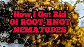 How I Got Rid Of RootKnot NEMATODES [upl. by Nat838]