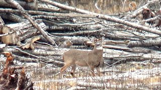 An Emotional Roller Coaster  2024 Whitetail Deer Hunt [upl. by Ioab]